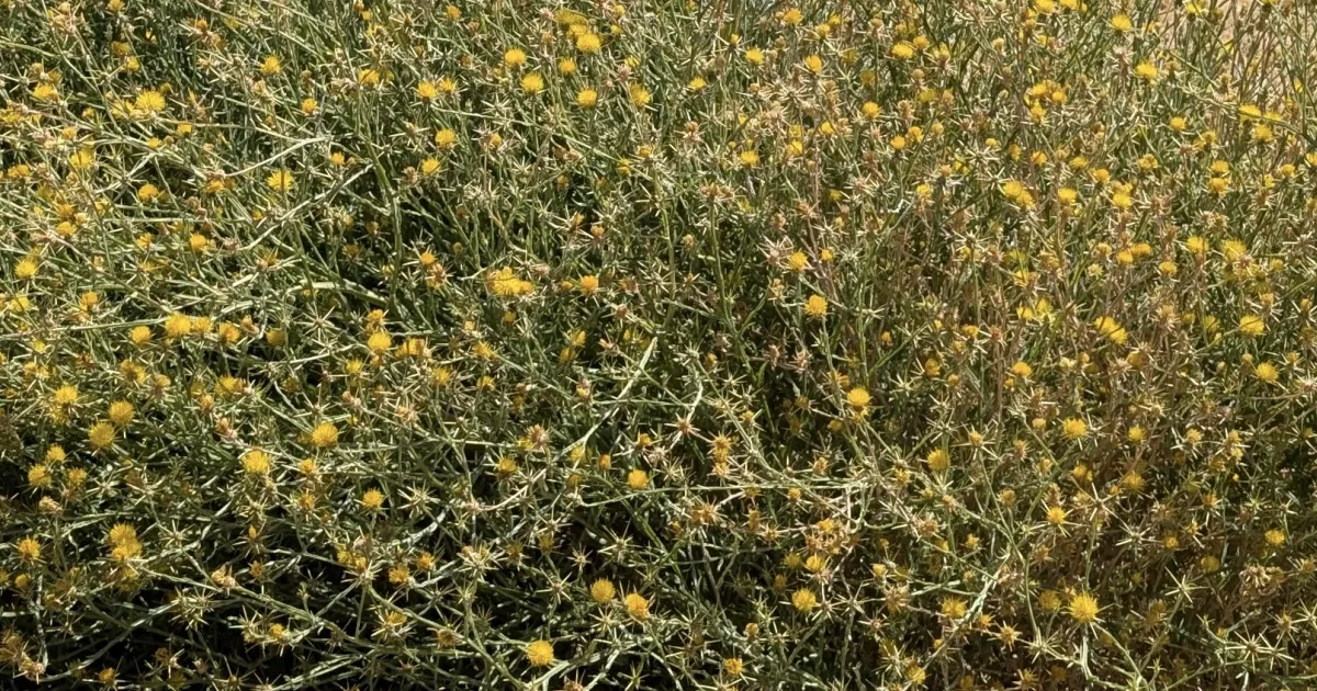 Invasive Species: Nature’s Troublemakers | UC Master Gardener Program Statewide Blog – UC Agriculture and Natural Resources